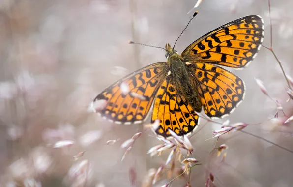 Macro, background, stems, pattern, butterfly, wings, orange, spikelets