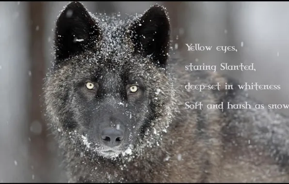 Picture nature, predator, animal, wolf, wildlife, portrait, portrait., Canis lupus. face
