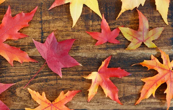 Picture autumn, leaves, background, colorful, maple, wood, background, autumn