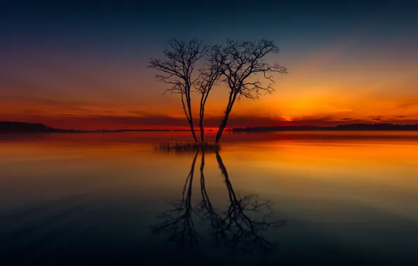 Lake, reflection, tree