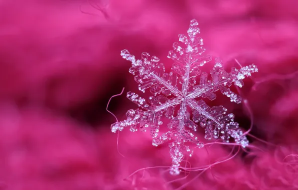 Picture macro, snowflakes, background