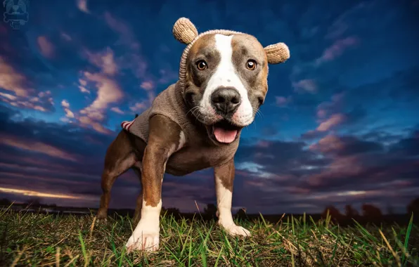 The sky, face, clothing, dog, pit bull