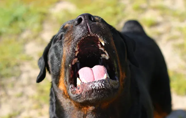 Picture face, dog, teeth, mouth, Rottweiler