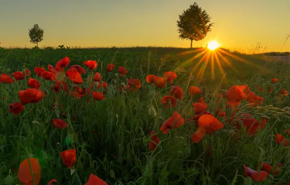 Greens, field, summer, the sky, grass, the sun, rays, light