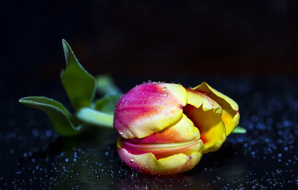 Picture drops, macro, background, black, tulips, background, tulips, drops