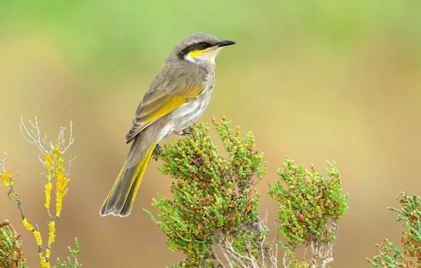Picture bird, Australia, Tasmania, song honey, geliogaliu honeyeater