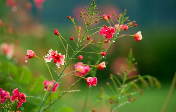 Picture flowers, Bush, rosoborone