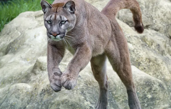 Cat, jump, Puma, mountain lion, Cougar, ©Tambako The Jaguar