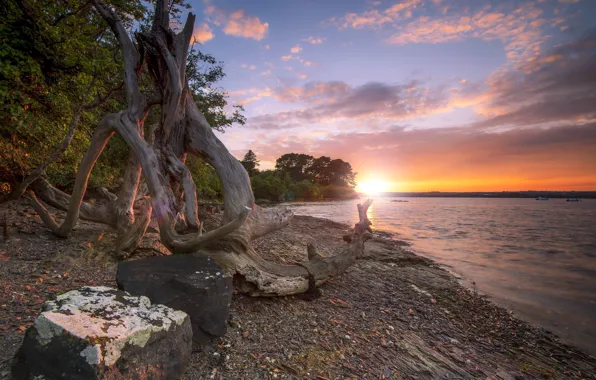 Sunset, tree, shore