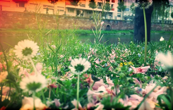 Nature, macro, Bokeh
