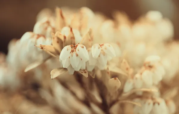 Picture flowers, focus, white, small