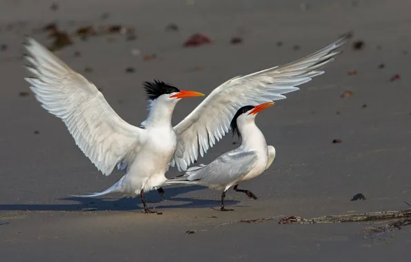 Picture birds, wings, beak, elegant tern