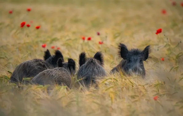 Field, look, flowers, rye, Maki, ears, backless, boar