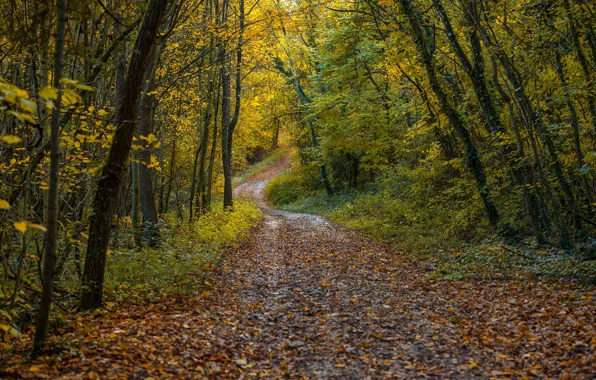 Autumn, forest, trees