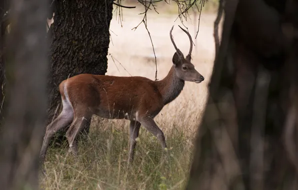 Grass, trees, branches, nature, trunks, deer, bokeh