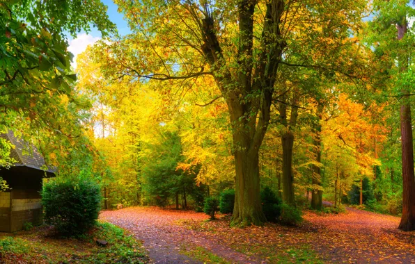 Picture Nature, Autumn, Trees, Leaves, Panorama, Parks