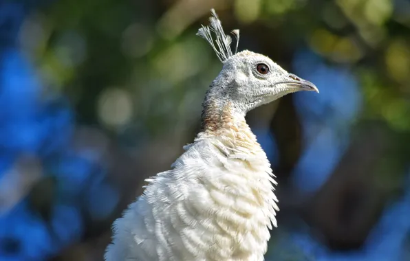 White, background, bird, portrait, peacock, bokeh