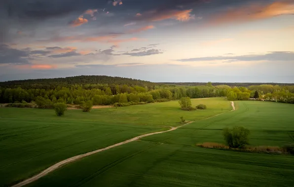 Road, greens, field, forest, the sky, clouds, trees, hills