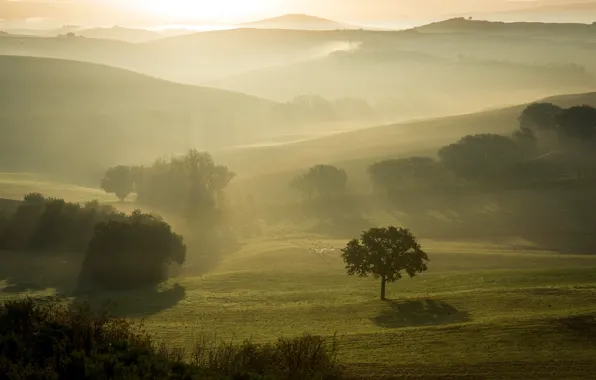Picture field, landscape, fog, morning