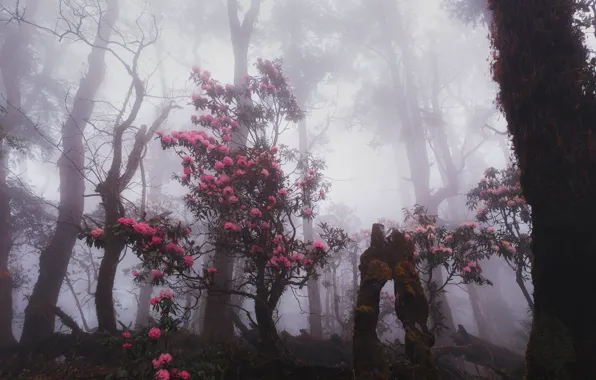 Forest, trees, nature, fog, The Himalayas, Nepal, rhododendron, Nepal