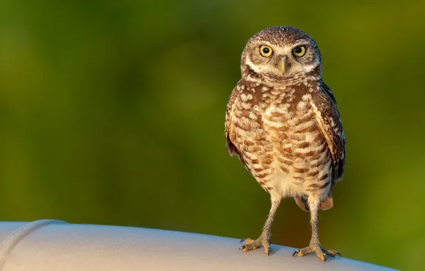 Look, pose, owl, bird, green background, owl, sychik