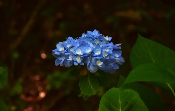 Summer, leaves, flowers, the dark background, branch, garden, blue, flowering