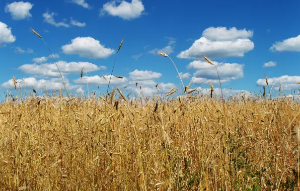 Picture wheat, the sky, clouds, flag, spikelets, ears, symbols, wheat field