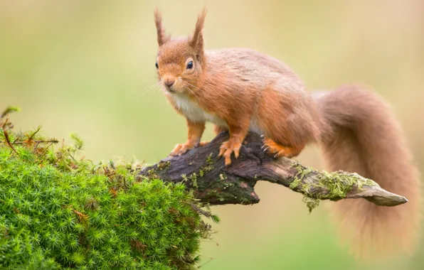 Greens, nature, background, moss, branch, protein, red, snag