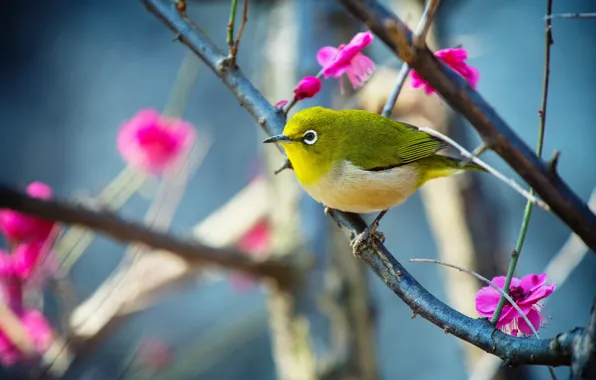 Flowers, branches, nature, background, bird, spring, bird, green
