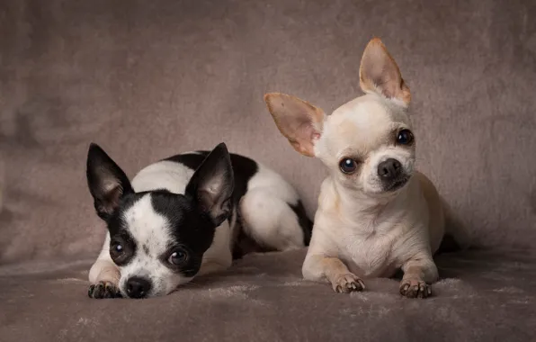Background, portrait, a couple, dogs, two dogs, Chihuahua, doggie