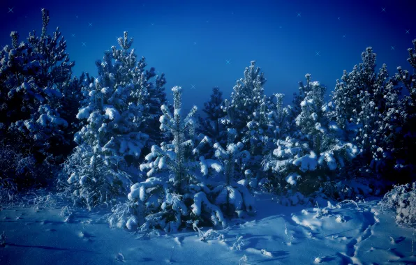 Winter, snow, trees, blue, Tree
