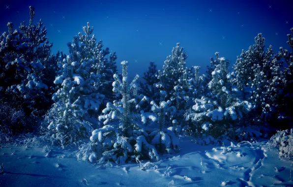 Picture winter, snow, trees, blue, Tree