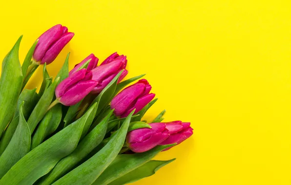 Flowers, bouquet, colorful, tulips, fresh, yellow, flowers, tulips