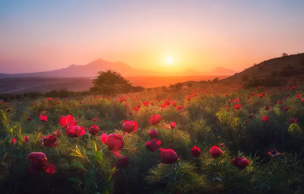Field, the sky, grass, the sun, flowers, mountains, red, fog