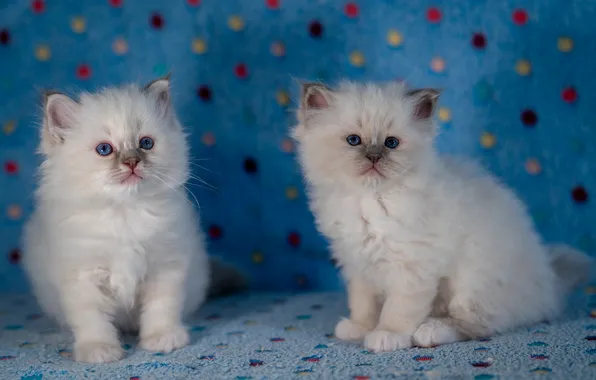 Look, cats, pose, kitty, kittens, white, blue eyes, kids