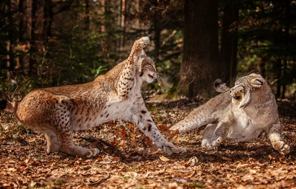Picture autumn, forest, leaves, two, fight, lynx