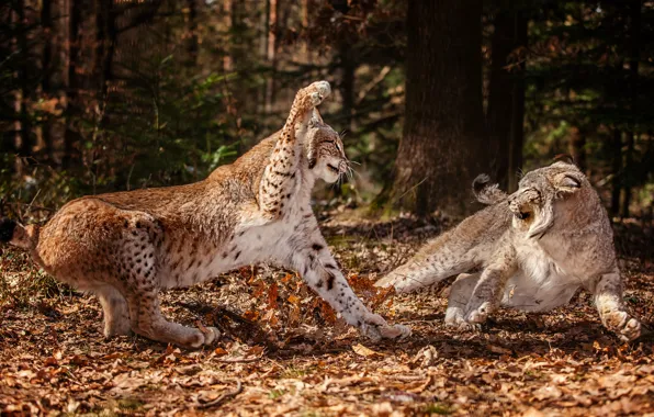 Autumn, forest, leaves, two, fight, lynx