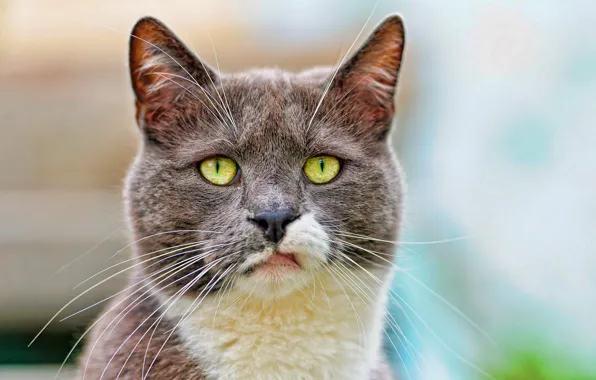 Picture spotted cat, muzzle, close-up