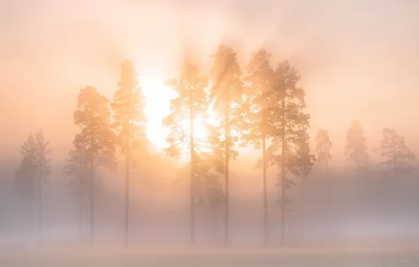 Winter, the sky, rays, trees, fog