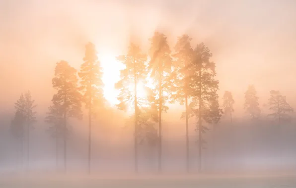 Picture winter, the sky, rays, trees, fog