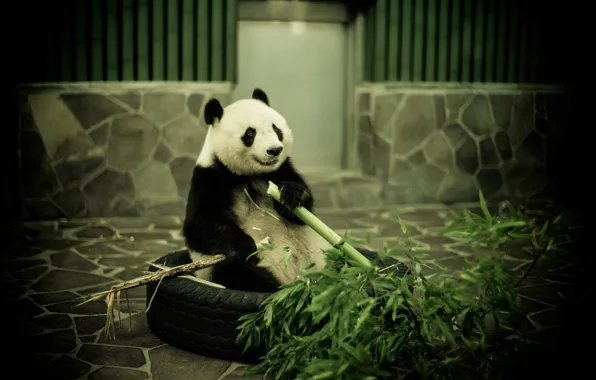 Picture bamboo, Panda, zoo