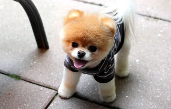Picture face, puppy, Pomeranian