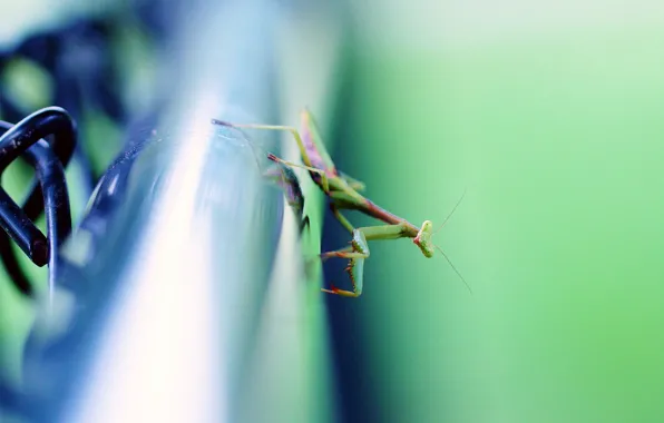 Surface, background, mantis, pipe, insect, metal