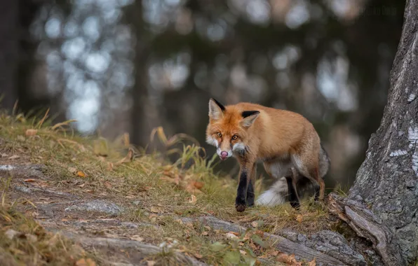 Picture autumn, nature, animal, Fox, Fox