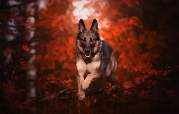 Nature, each, dog