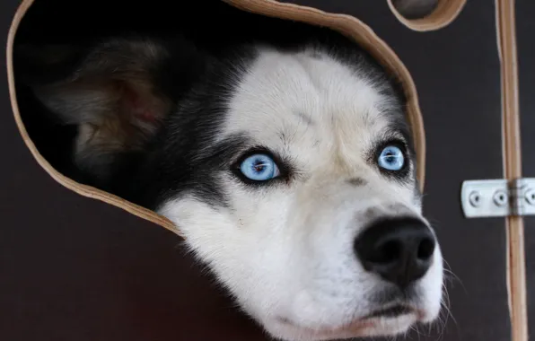 Picture face, portrait, dog, suitcase, blue eyes, husky