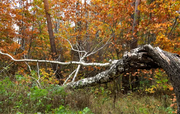 Forest, park, autumn, tree, fall