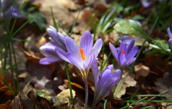 Leaves, light, flowers, blur, spring, crocuses, clearing, blur