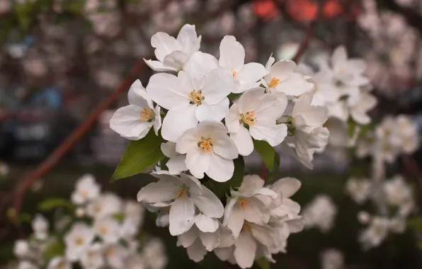 Flowers, branch, spring, Apple, flowering, in bloom, Apple blossoms
