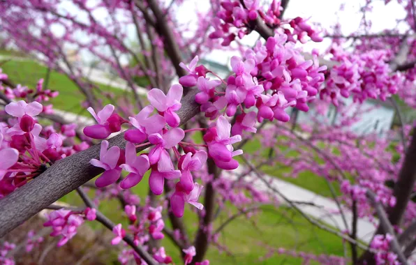 Picture Spring, Spring, Flowering, Flowering